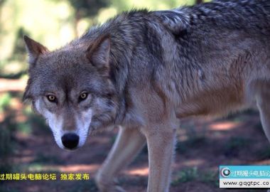 [绝对震撼]配乐典藏版－背景音乐精选_GQGTPC论坛独家